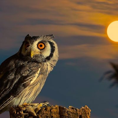 owl-full-moon-hd-wallpaper